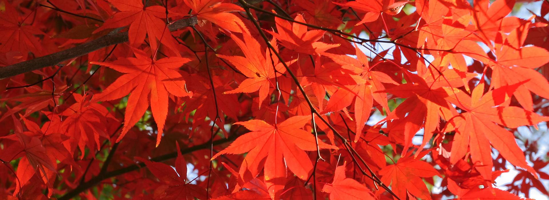 銀座クラブ「花詩集」